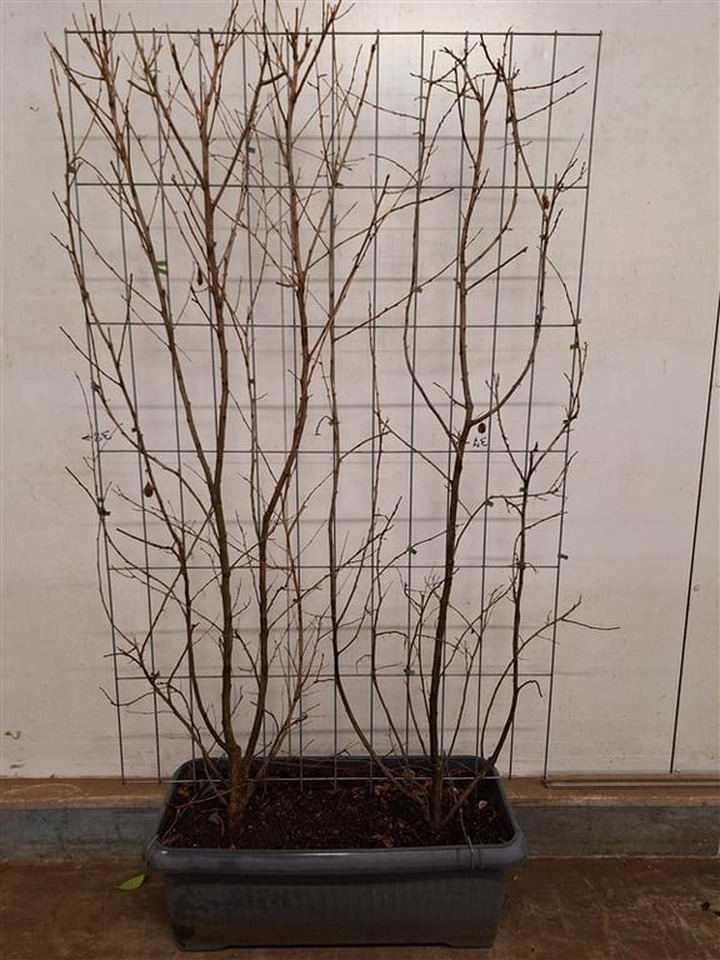 Smulkiažiedis skambenis (Lot Halesia carolina) C90 SCREEN 180 CM (H) x 120 CM (W)-SKAMBENIAI-MEDŽIAI