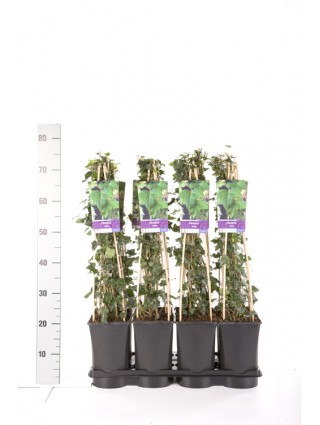 Gebenė lipikė (Lot Hedera helix) C2,5 70 CM 4 ST(SP)-GEBENĖS-VIJOKLINIAI