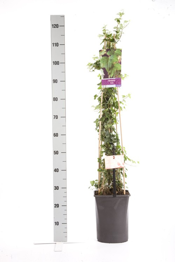 Gebenė lipikė (Lot Hedera helix) C5 120 CM 4 ST (SK)-GEBENĖS-VIJOKLINIAI