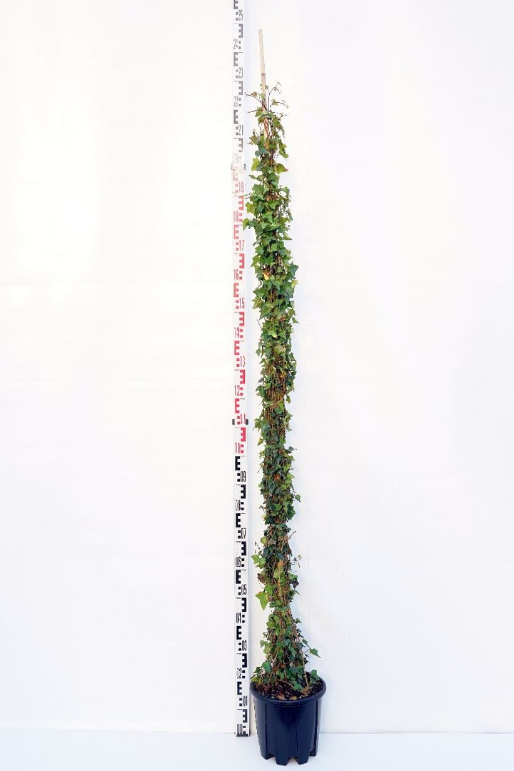 Gebenė lipikė (Lot Hedera helix) C10 175-200 CM-GEBENĖS-VIJOKLINIAI