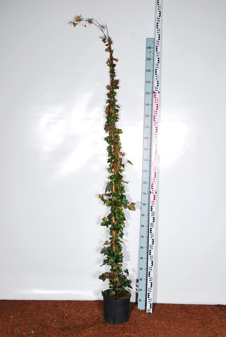 Gebenė lipikė (Lot Hedera helix) C10 175-200 CM-GEBENĖS-VIJOKLINIAI