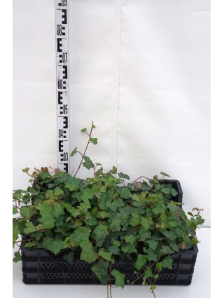 Gebenė lipikė (Lot Hedera helix) P9-GEBENĖS-VIJOKLINIAI