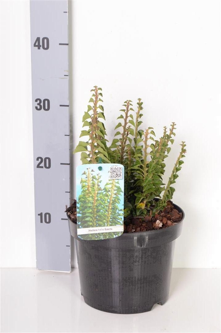 Gebenė lipikė (Lot Hedera hel.) 'Erecta' C3/P19 20-25 CM-GEBENĖS-VIJOKLINIAI