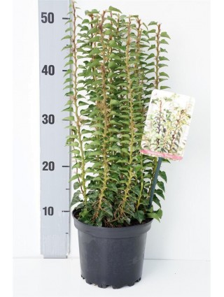 Gebenė lipikė (Lot Hedera hel.) 'Erecta' C2/P17 15-20 CM-GEBENĖS-VIJOKLINIAI