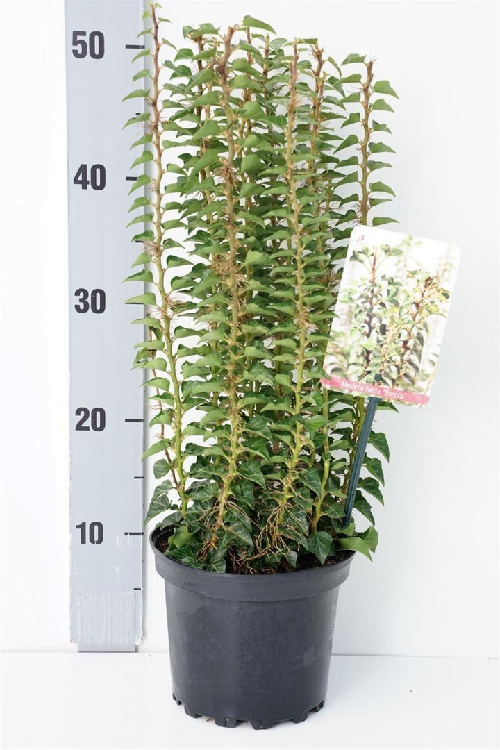 Gebenė lipikė (Lot Hedera hel.) 'Erecta' C2/P17 15-20 CM-GEBENĖS-VIJOKLINIAI