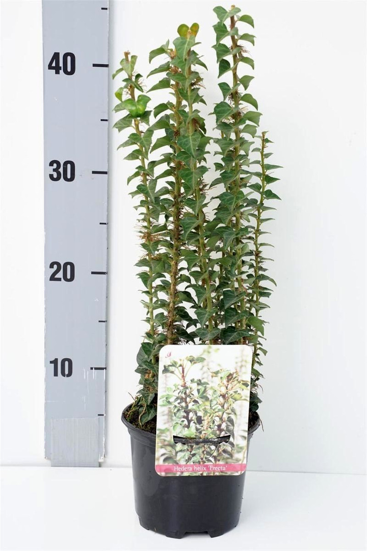 Gebenė lipikė (Lot Hedera hel.) 'Erecta' C1/P13 10-15 CM-GEBENĖS-VIJOKLINIAI