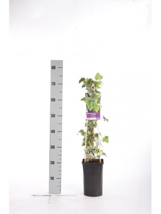 Gebenė lipikė (Lot Hedera hel.) 'Glacier' C2,5 70 CM 4 ST(SP)-GEBENĖS-VIJOKLINIAI