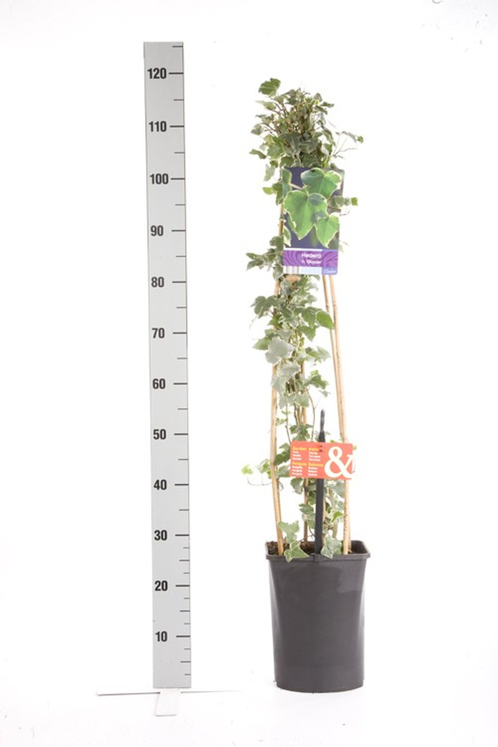 Gebenė lipikė (Lot Hedera hel.) 'Glacier' C5 120 CM 4 ST (SK)-GEBENĖS-VIJOKLINIAI