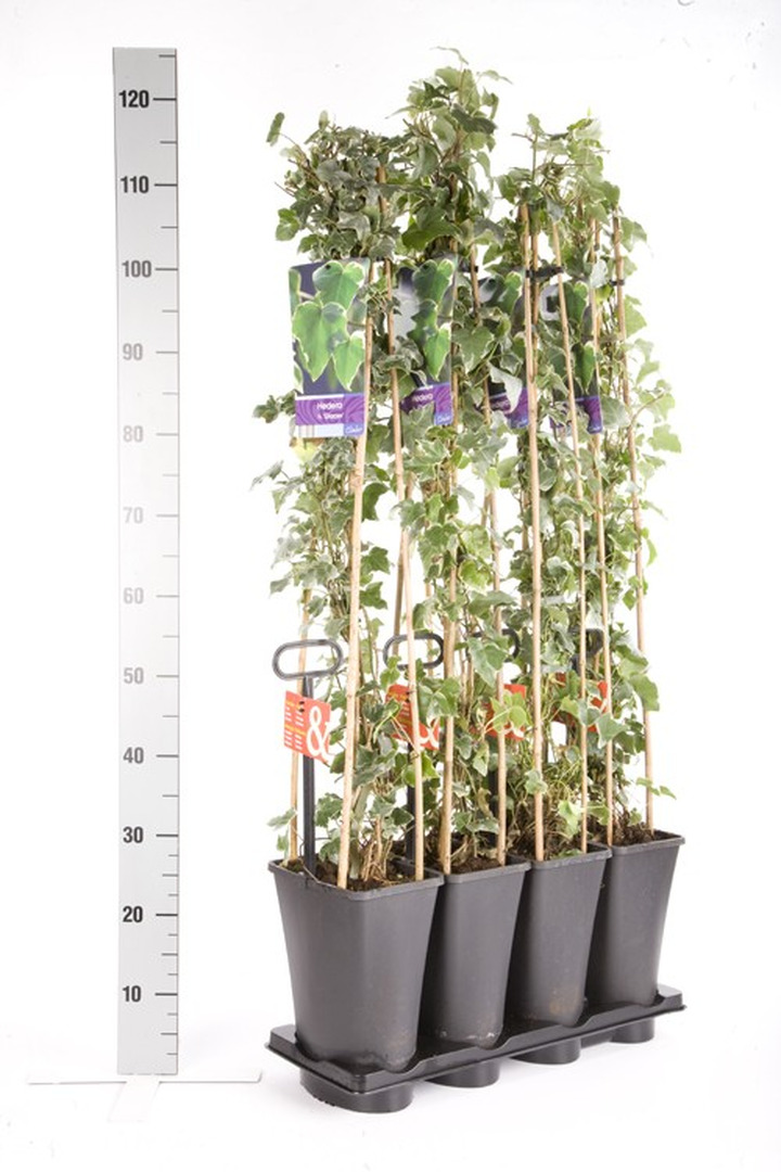 Gebenė lipikė (Lot Hedera hel.) 'Glacier' C5 120 CM 4 ST (SK)-GEBENĖS-VIJOKLINIAI