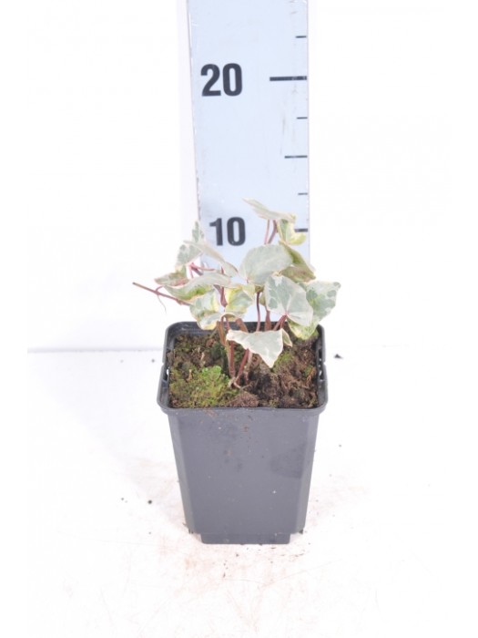 Gebenė lipikė (Lot Hedera hel.) 'Glacier' P9-GEBENĖS-VIJOKLINIAI
