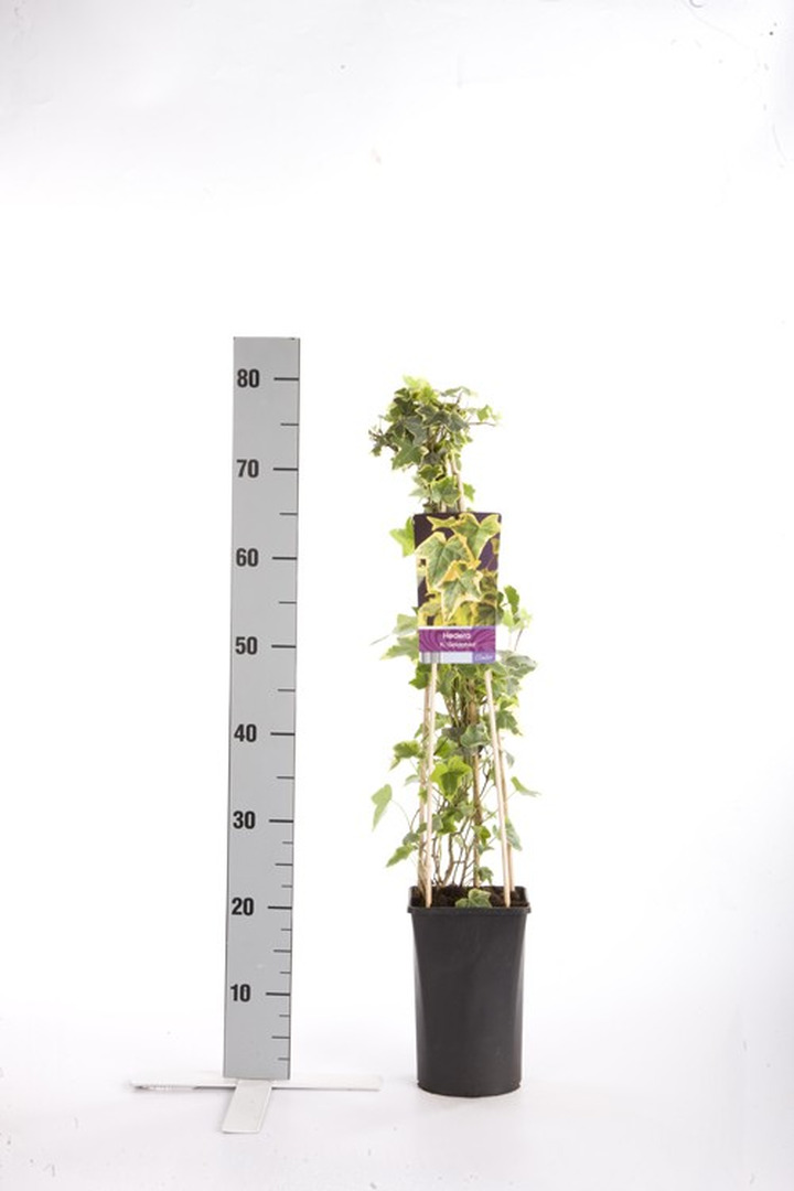 Gebenė lipikė (Lot Hedera hel.) 'Goldchild' C2,5 70 CM 4 ST(SP)-GEBENĖS-VIJOKLINIAI