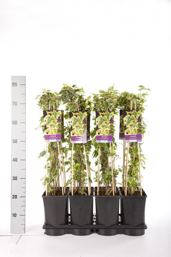 Gebenė lipikė (Lot Hedera hel.) 'Goldchild' C2,5 70 CM 4 ST(SP)-GEBENĖS-VIJOKLINIAI