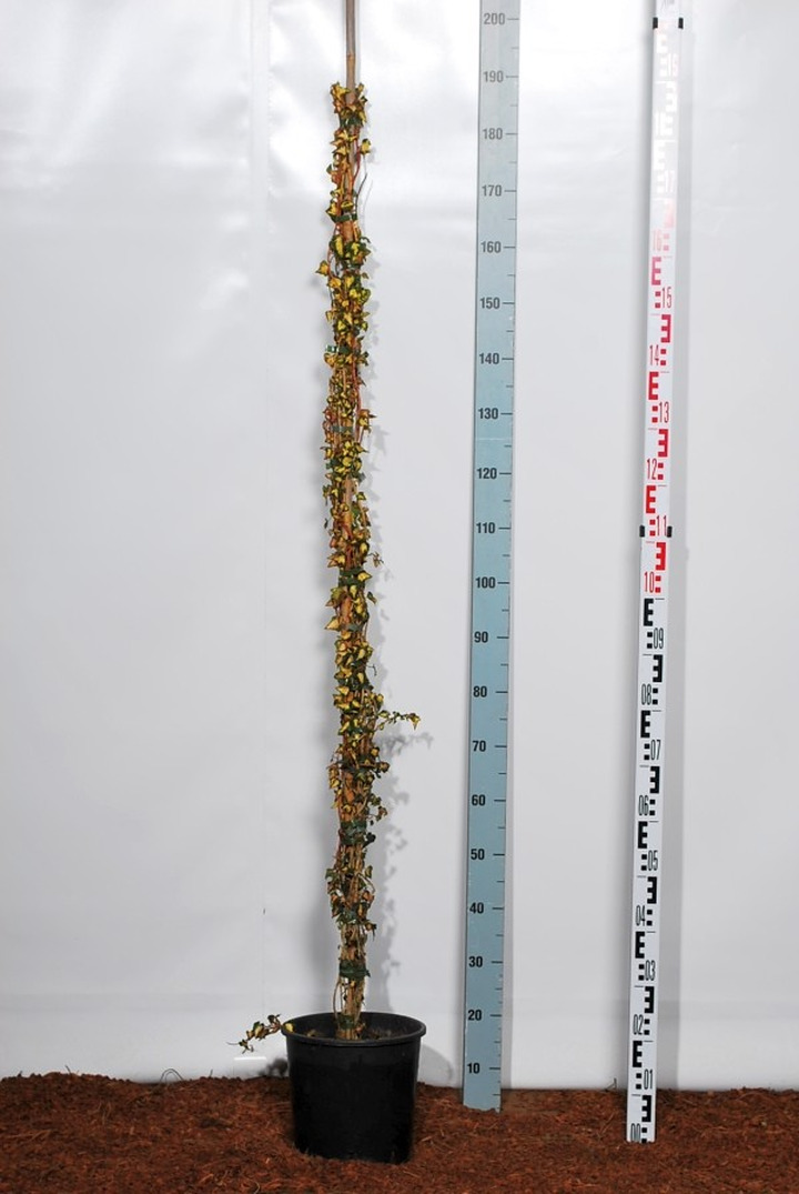 Gebenė lipikė (Lot Hedera hel.) 'Goldheart' C10 175-200 CM-GEBENĖS-VIJOKLINIAI