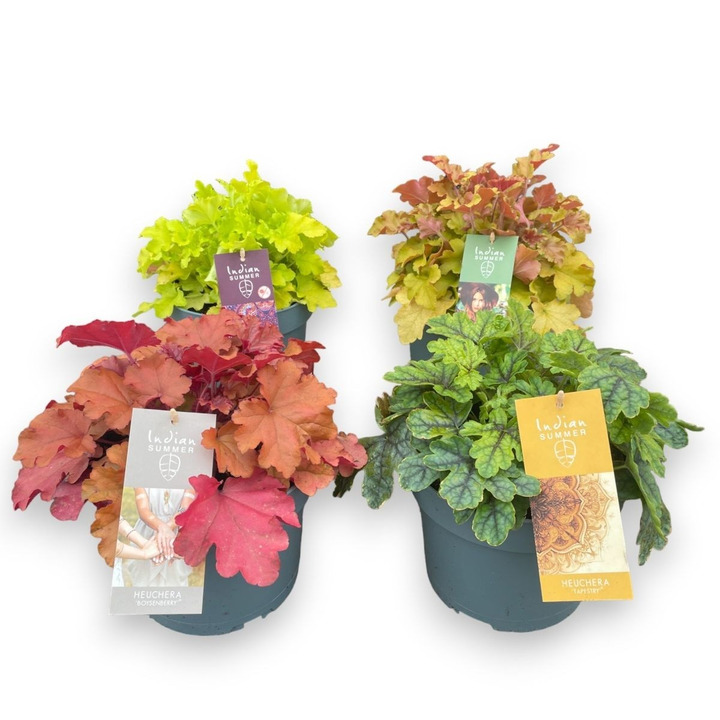 Alūnė (Lot Heuchera) 'Indian Summer' C3/P19-ALŪNĖS-SMILGOS - VARPINIAI AUGALAI