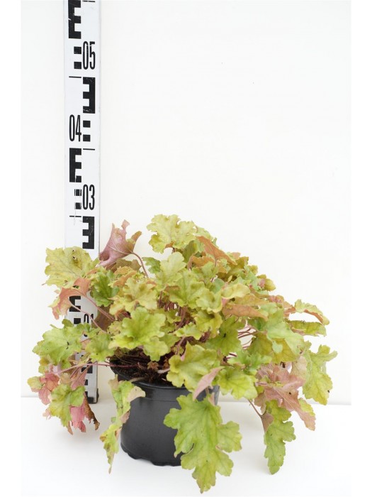 Alūnė (Lot Heuchera) 'Marmalade' C2/P17-ALŪNĖS-SMILGOS - VARPINIAI AUGALAI