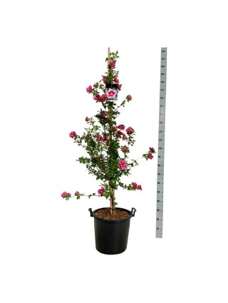 Sirinė kinrožė (Lot Hibiscus syr.) 'Flower Tower Purple' C30 150-175CM-KINROŽĖS-KRŪMAI