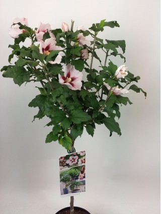 Sirinė kinrožė (Lot Hibiscus syr.) 'Hamabo' C3/P19 KOTAS 50 CM-KINROŽĖS-KRŪMAI