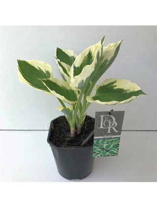 Melsvės (Lot Hosta) 'Patriot' C2/P17-MELSVĖS-DAUGIAMETĖS GĖLĖS