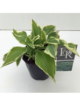 Melsvės und. (Lot Hosta und.) 'Albomarginata' C2/P17-MELSVĖS-DAUGIAMETĖS GĖLĖS