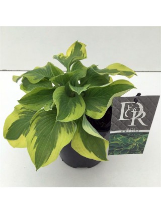 Melsvės (Lot Hosta) 'Wide Brim' C2/P17-MELSVĖS-DAUGIAMETĖS GĖLĖS