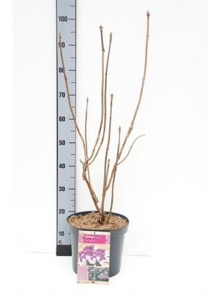 Hortenzija šiurkščioji (Lot Hydrangea asp.) 'Macrophylla' C7,5/P26 60-80 CM-ŠIURKŠČIOSIOS HORTENZIJOS-HORTENZIJOS