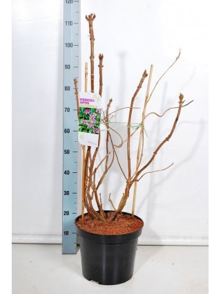 Hortenzija šiurkščioji (Lot Hydrangea asp.) 'Macrophylla' C12 80-100 CM-ŠIURKŠČIOSIOS HORTENZIJOS-HORTENZIJOS