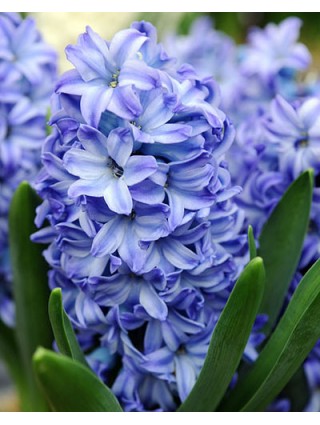 Hiacintas (Lot Hyacinthus) 'Aqua' 17/18-HIACINTAI-SVOGŪNINĖS GĖLĖS