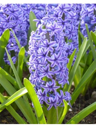 Hiacintas (Lot Hyacinthus) 'Blue Jacket'-HIACINTAI-SVOGŪNINĖS GĖLĖS