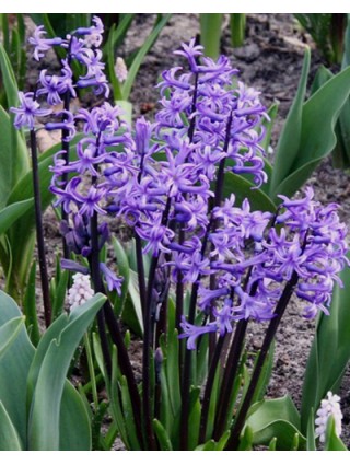 Hiacintas blauw/blue (Lot Hyacinthus blauw/blue)-HIACINTAI-SVOGŪNINĖS GĖLĖS