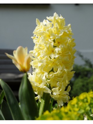 Hiacintas (Lot Hyacinthus) 'City of Haarlem'-HIACINTAI-SVOGŪNINĖS GĖLĖS