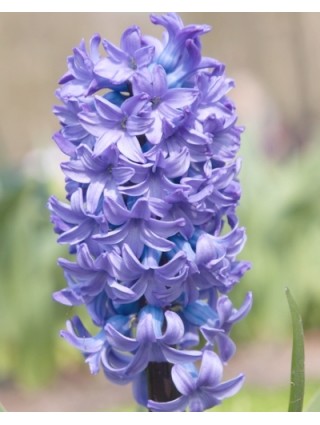 Hiacintas (Lot Hyacinthus) 'Delfts Blauw'-HIACINTAI-SVOGŪNINĖS GĖLĖS