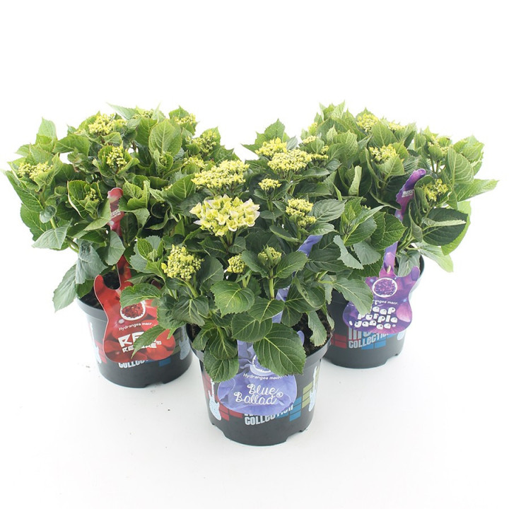 Hortenzija didžialapė (Lot Hydrangea m.) 'Blue Ballad' C5/P23 30-40 CM-DIDŽIALAPĖS HORTENZIJOS-HORTENZIJOS