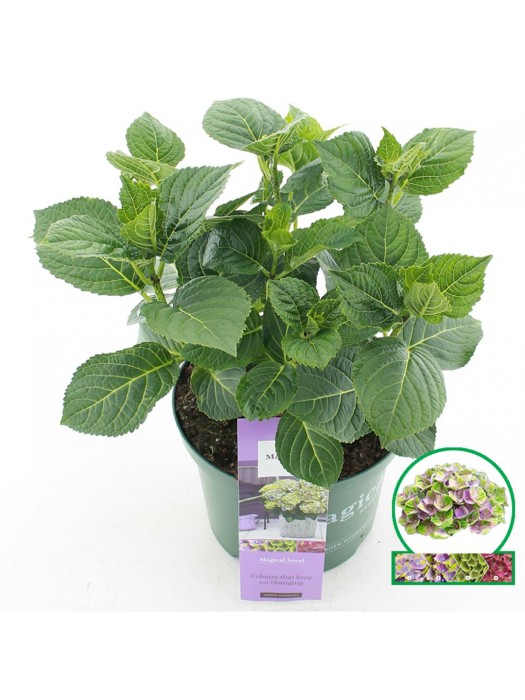 Hortenzija didžialapė (Lot Hydrangea m.) 'Jewel Blue' C5/P23 30-40 CM-DIDŽIALAPĖS HORTENZIJOS-HORTENZIJOS