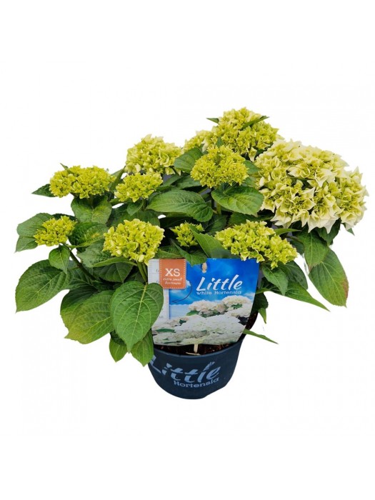 Hortenzija didžialapė (Lot Hydrangea m.) 'Little White' C5/P23 40/+ CM-DIDŽIALAPĖS HORTENZIJOS-HORTENZIJOS