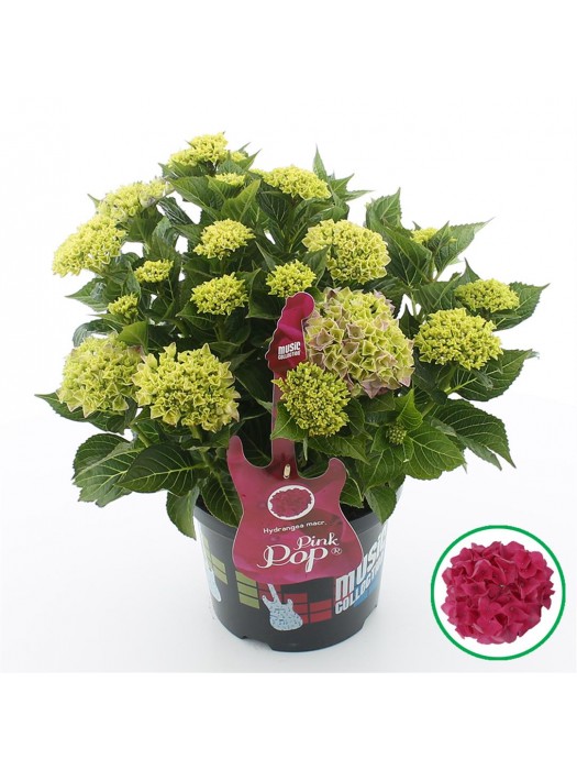Hortenzija didžialapė (Lot Hydrangea m.) 'Pink Punk' C5/P23 30-40 CM-DIDŽIALAPĖS HORTENZIJOS-HORTENZIJOS