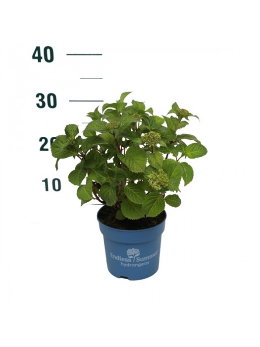 Hortenzija Endless Sum. BloomStar® Blue (Lot Hydrangea Endless Sum.