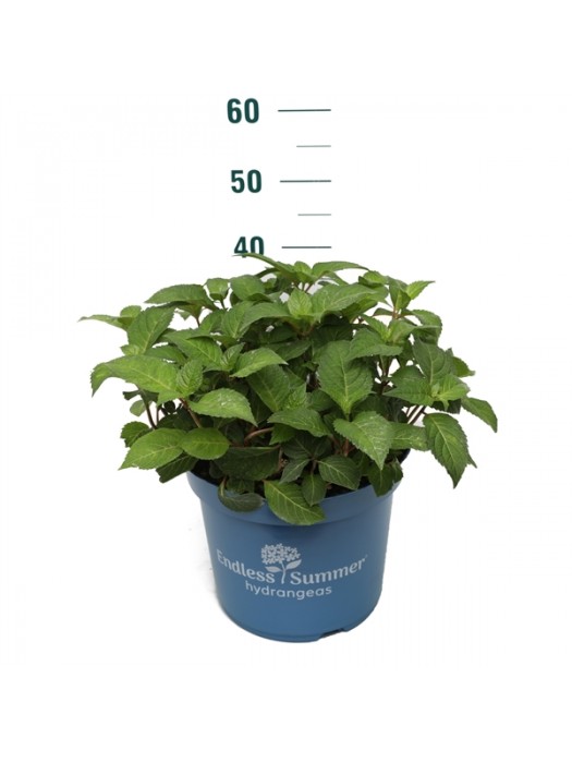 Hortenzija Endless Sum. BloomStar® Blue (Lot Hydrangea Endless Sum.