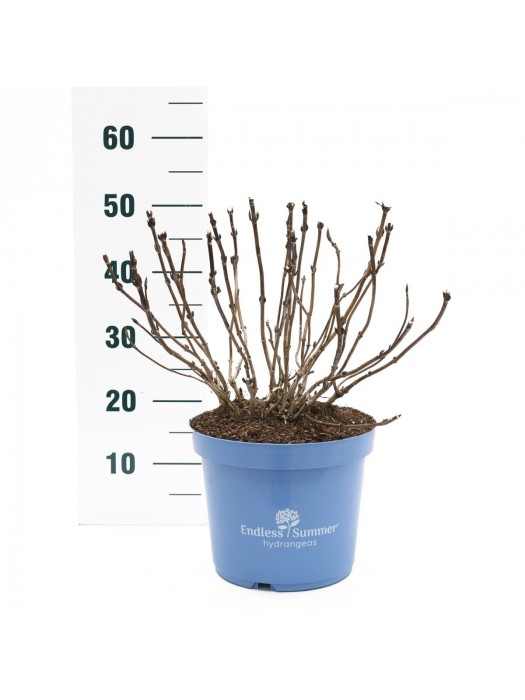 Hortenzija Endless Sum. BloomStar® Blue (Lot Hydrangea Endless Sum.