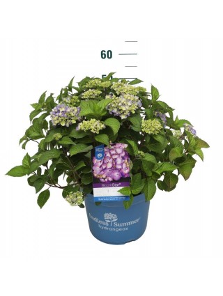 Hortenzija Endless Sum. BloomStar® Blue (Lot Hydrangea Endless Sum.
