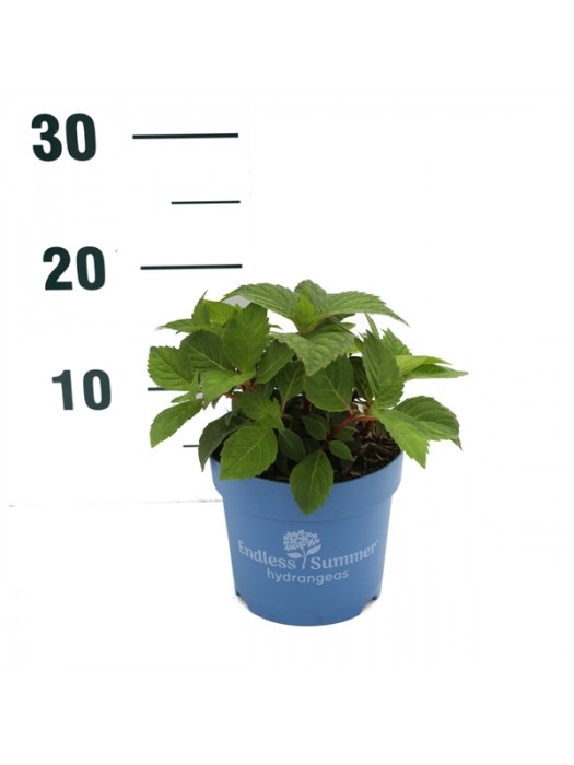 Hortenzija Endless Sum. BloomStar® Pink (Lot Hydrangea Endless Sum.