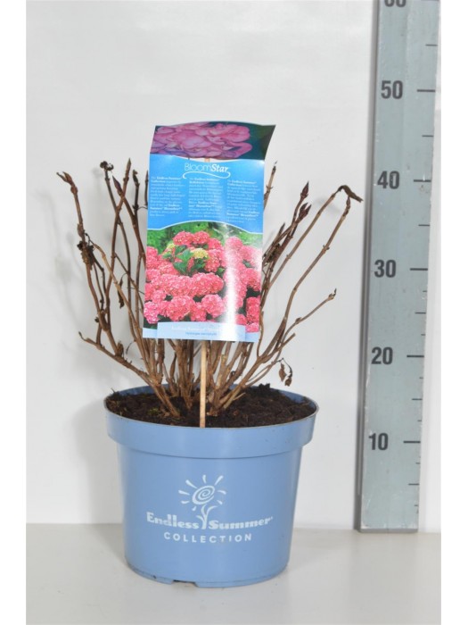 Hortenzija Endless Sum. BloomStar® Pink (Lot Hydrangea Endless Sum.