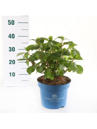 Hortenzija Endless Sum. BloomStar® Pink (Lot Hydrangea Endless Sum.