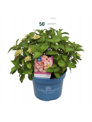Hortenzija Endless Sum. BloomStar® Pink (Lot Hydrangea Endless Sum.