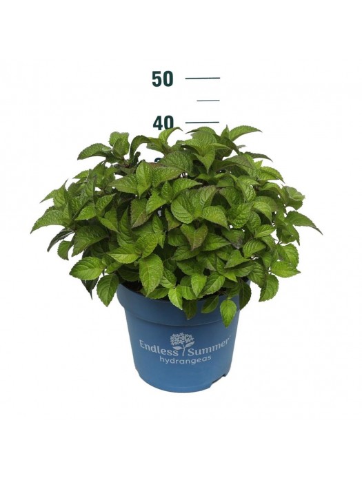 Hortenzija Endless Sum. Pop Star® Blue (Lot Hydrangea Endless Sum.
