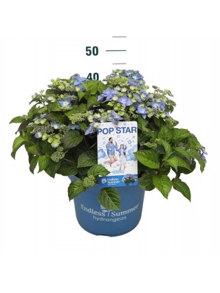 Hortenzija Endless Sum. Pop Star® Blue (Lot Hydrangea Endless Sum.