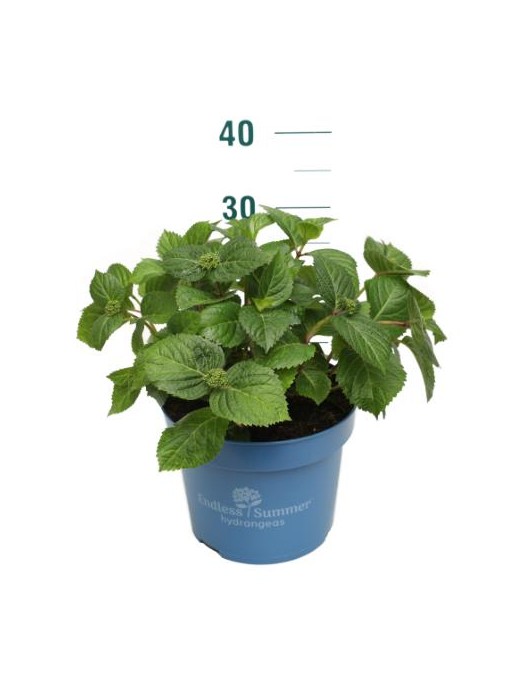 Hortenzija Endless Sum. Pop Star® Pink (Lot Hydrangea Endless Sum.