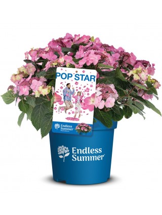 Hortenzija Endless Sum. Pop Star® Pink (Lot Hydrangea Endless Sum.