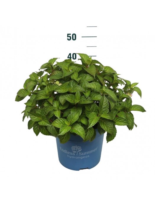Hortenzija Endless Sum. Pop Star® Pink (Lot Hydrangea Endless Sum.