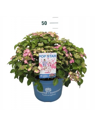 Hortenzija Endless Sum. Pop Star® Pink (Lot Hydrangea Endless Sum.