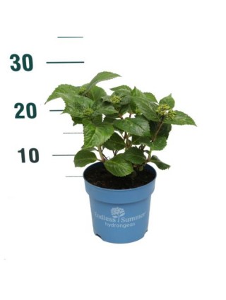 Hortenzija Endless Sum. Pop Star® Pink (Lot Hydrangea Endless Sum.
